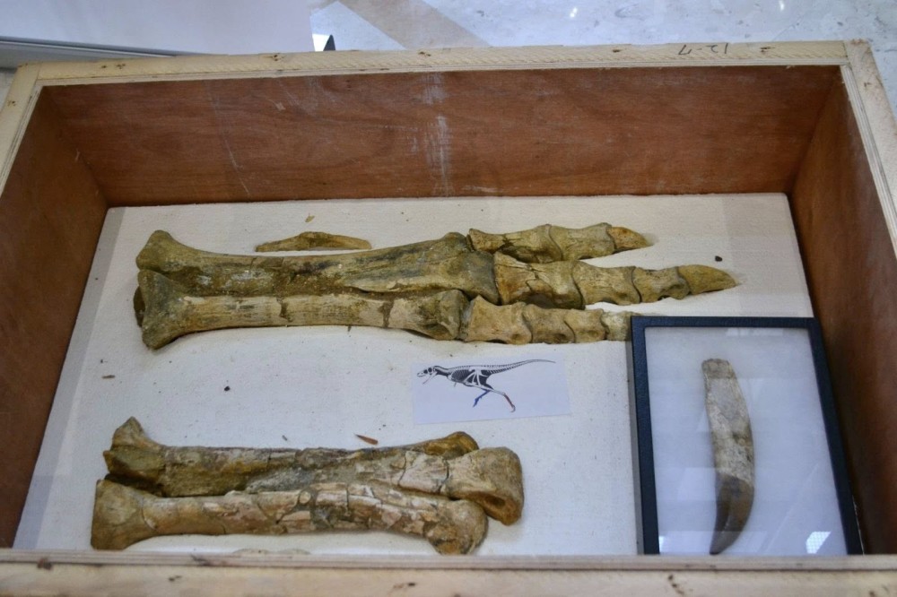 Монголын нутгаас хулгайлсан үлэг гүрвэлийн чулуужсан олдворуудыг эгүүлэн авлаа